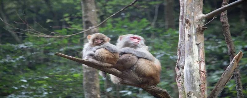 猕猴群休息时一般由谁站岗