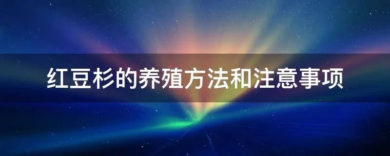 红豆杉的养殖方法和注意事项