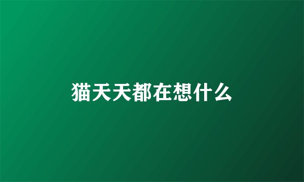 猫天天都在想什么