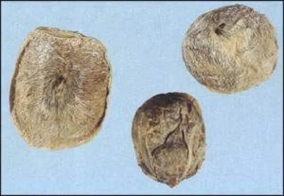 麝香（开窍，辟秽，通络，散瘀）