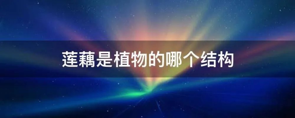 莲藕是植物的哪个结构