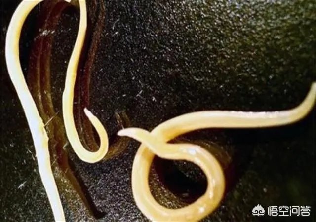 人体冷冻技术是怎样的？