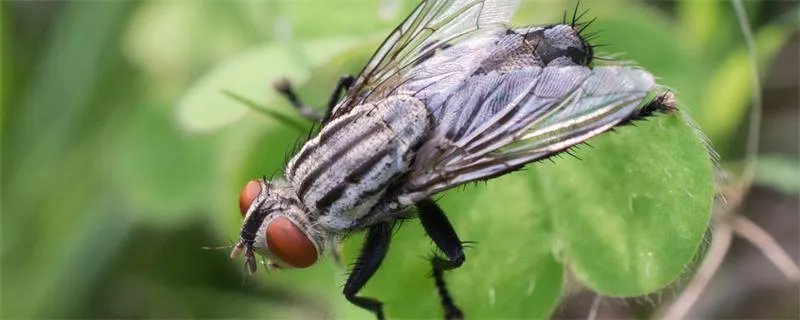 苍蝇怕什么