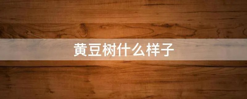黄豆树什么样子