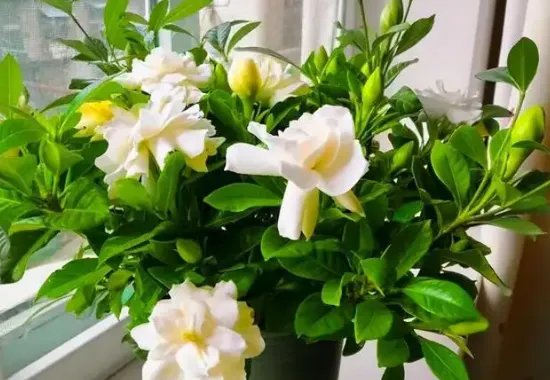 十大浪漫花语