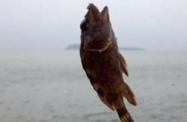 黄脚腊,黄脚立一样吗