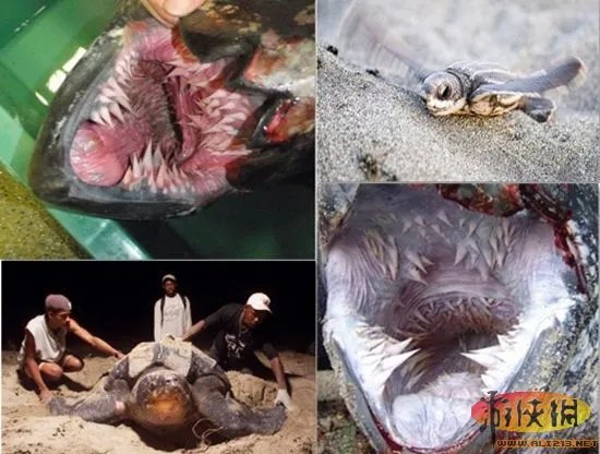 自然界令人恐惧7张嘴：吸血鬼鱼简直是个噩梦