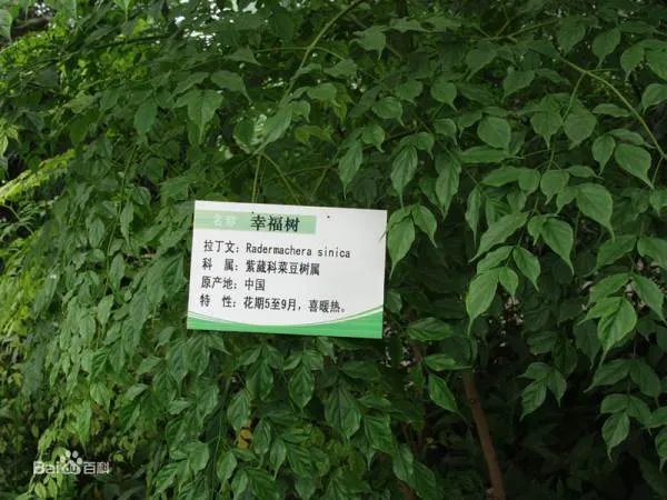 盆栽植物图片及名称