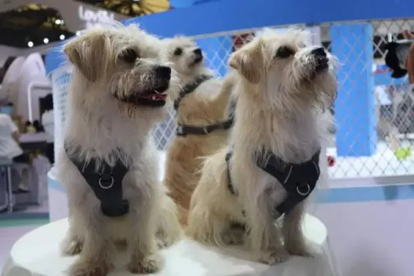 花25万克隆去世宠物狗，我们该如何与生命告别？