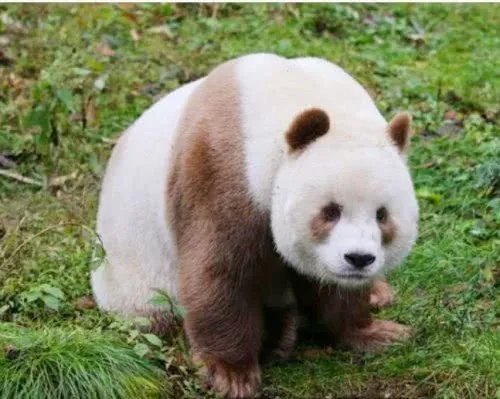 全球唯一白色大熊猫长大变金白色,它的毛发为何会变色呢?