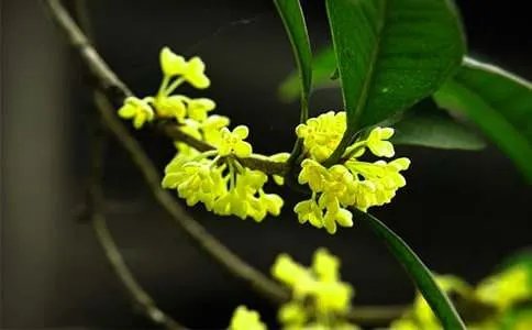 八月桂花作文