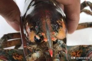 清蒸波士顿龙虾做法?