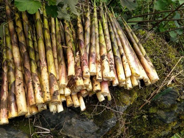 冬笋每斤40元价格贵过肉,冬笋的价格为何这么贵?