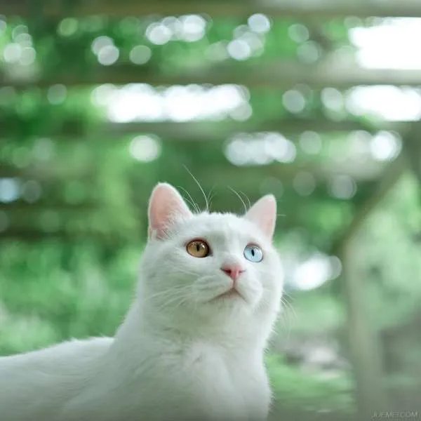 好看的猫图片