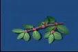 明日之后千根草怎么获得 千根草获得方法介绍