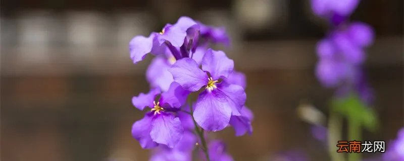 二月兰花语，二月兰花语象征与寓意？