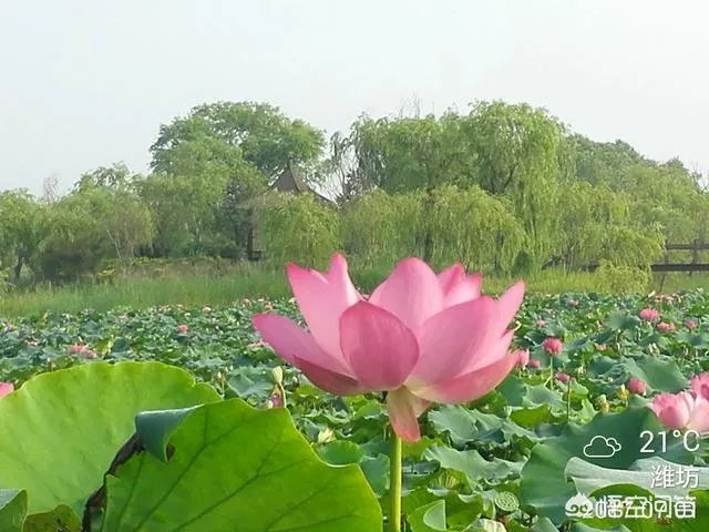 潍坊湿地公园在哪里?有多大?