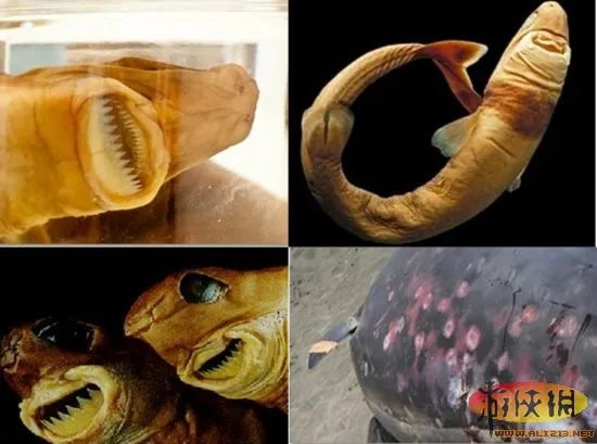 自然界令人恐惧7张嘴：吸血鬼鱼简直是个噩梦