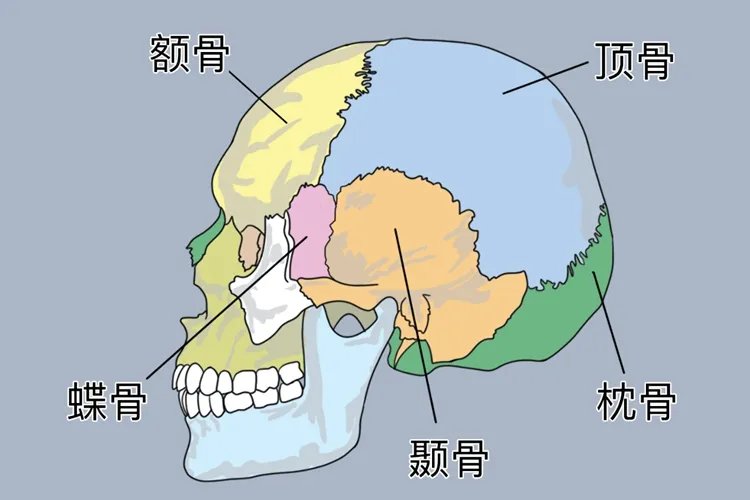 人体头部骨骼结构图