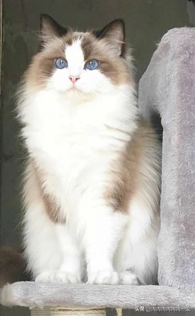 有没有比较好的猫粮推荐一下?