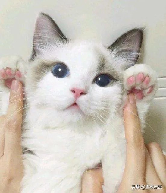 有没有比较好的猫粮推荐一下?