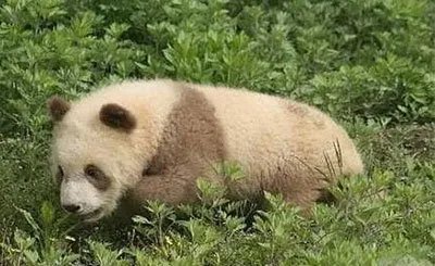 全球唯一白色大熊猫长大变金白色,它的毛发为何会变色呢?