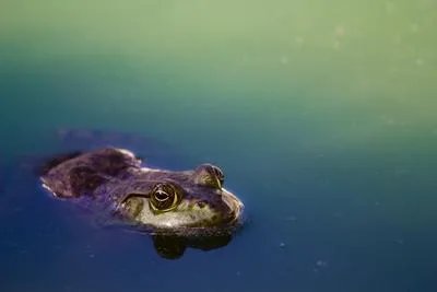 海水鱼白点病的治疗方法有哪些 如何预防海水鱼白点病