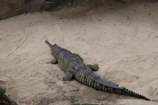 世界十大巨型鳄鱼 湾鳄体重超1600公斤,曾吞食上千日军