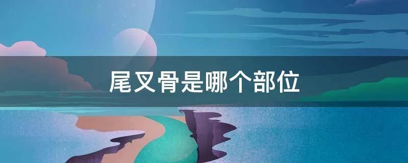 尾叉骨是哪个部位