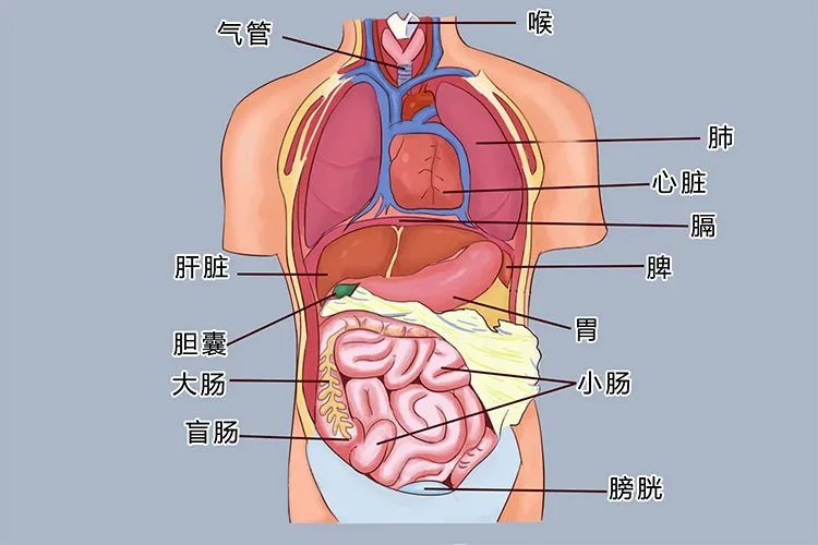 五脏位置