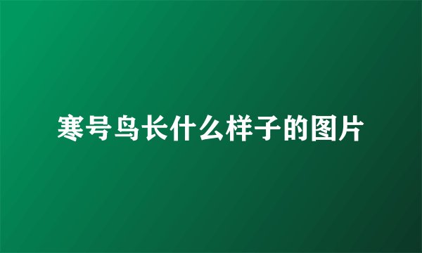 寒号鸟长什么样子的图片
