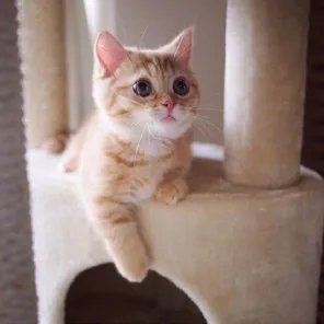 好看的猫图片
