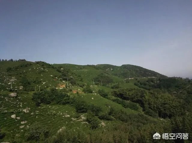 中国茶叶的排名?