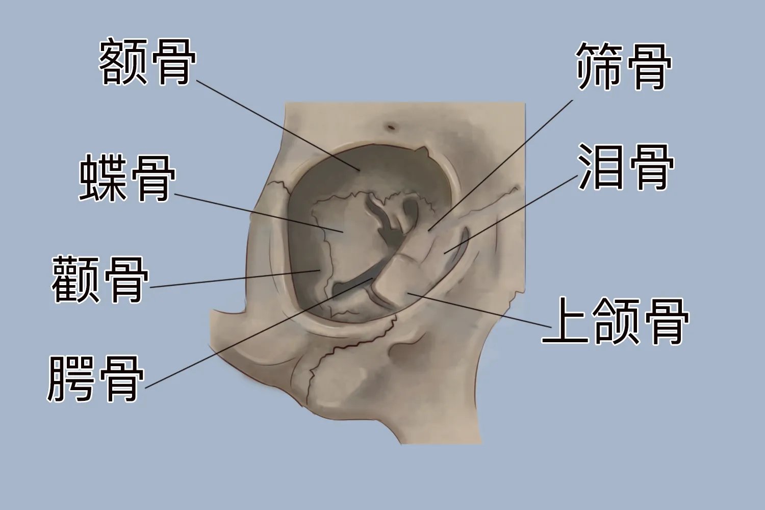 眼部解剖结构图解