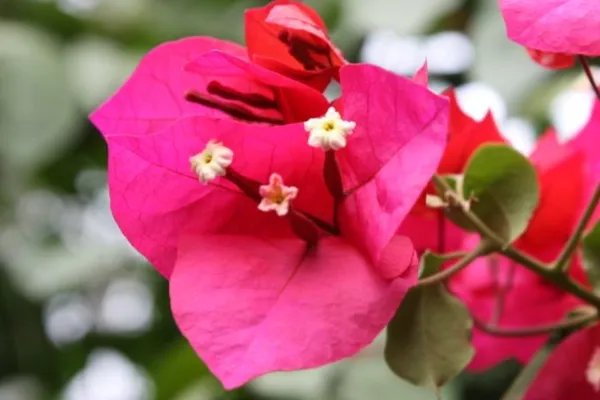 深圳市的市花