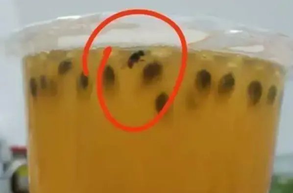 女子称蜜雪冰城中喝出活苍蝇，为何近期类似食品安全问题频发？