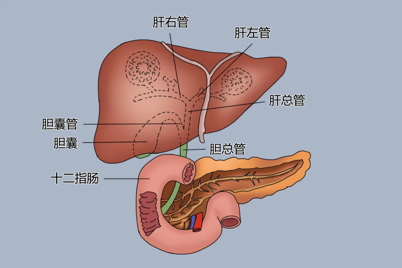 肝胆管解剖位置示意图