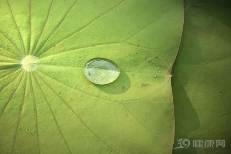 喝荷叶茶减肥,每天喝多少好?减肥达人来教你