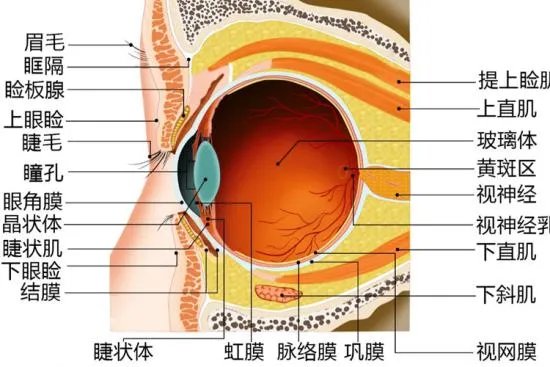 眼部解剖结构图解