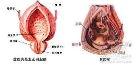 卵泡多大算成熟?