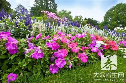 什么花没有叶
