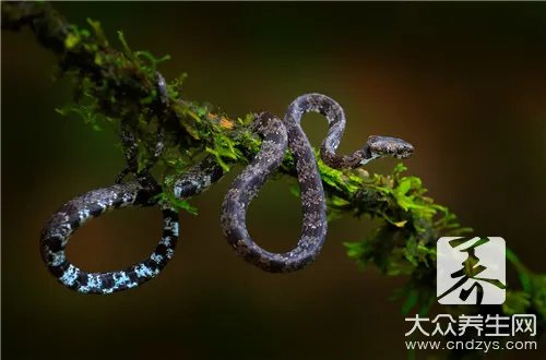 水蛇有毒吗