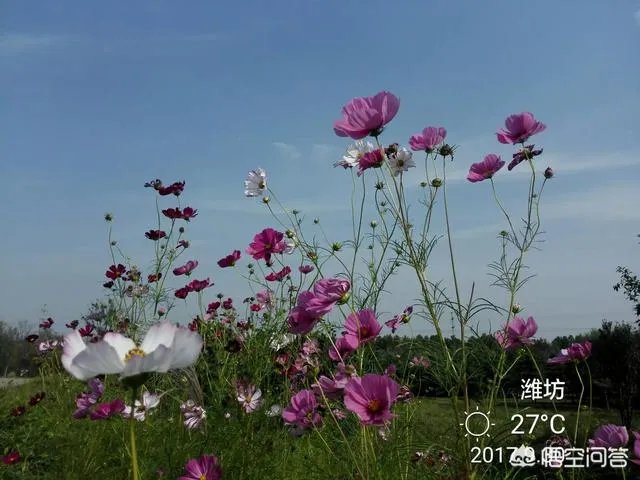 潍坊湿地公园在哪里?有多大?