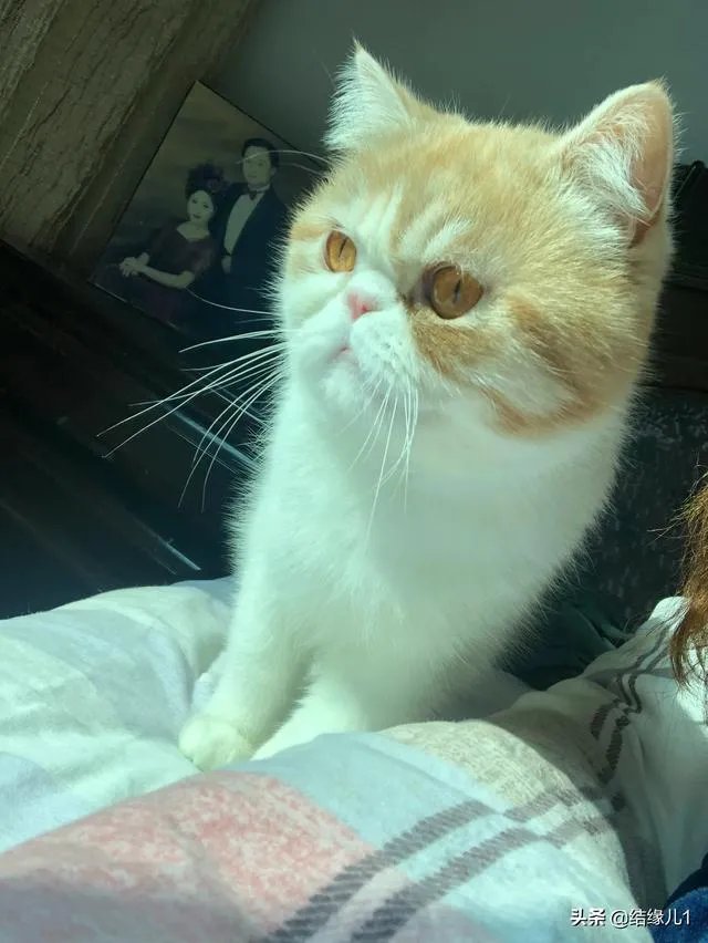 有没有比较好的猫粮推荐一下?