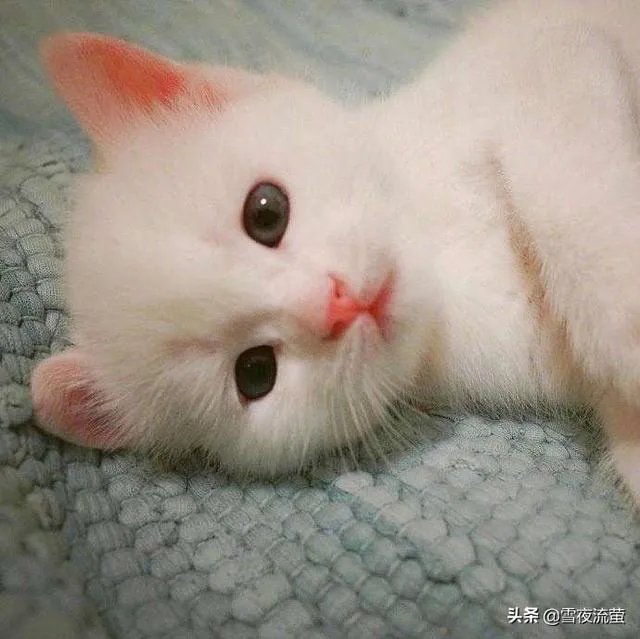 有没有比较好的猫粮推荐一下?