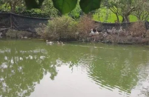 半亩是什么意思啊？