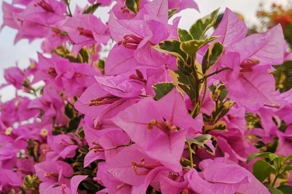 深圳市的市花