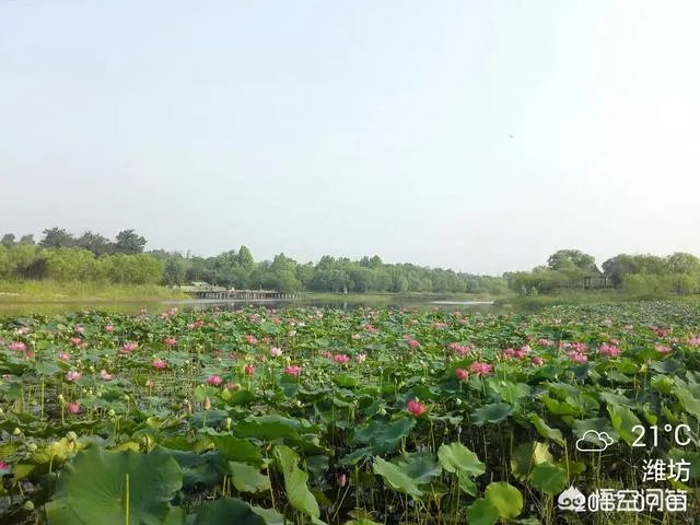 潍坊湿地公园在哪里?有多大?