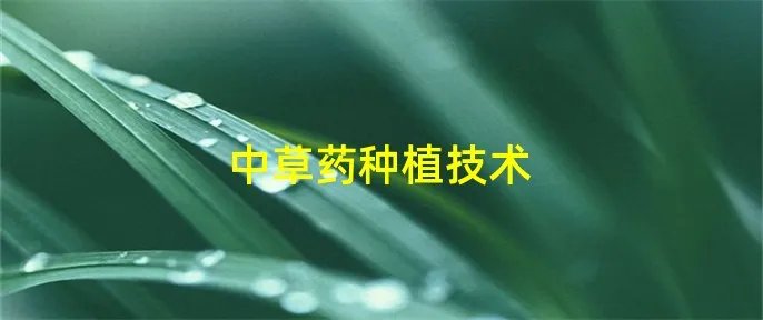 中草药种植技术