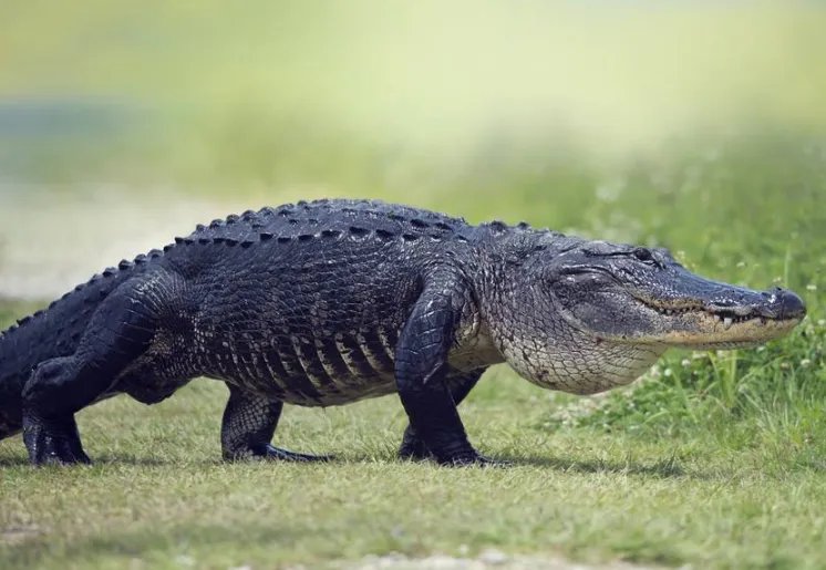 世界十大巨型鳄鱼 湾鳄体重超1600公斤,曾吞食上千日军